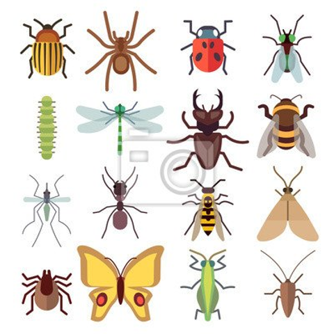 Informativa insetti infestanti